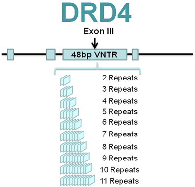 Повторяющиеся элементы в гене DRD4