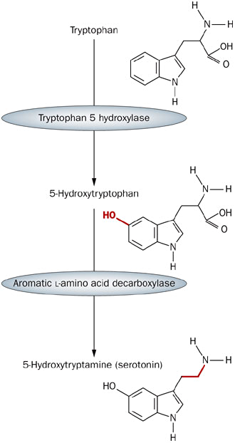 Две стадии синтеза серотонина