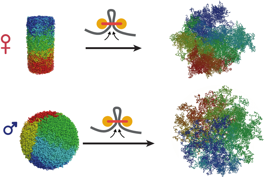 Результаты моделирования деконденсации хроматина