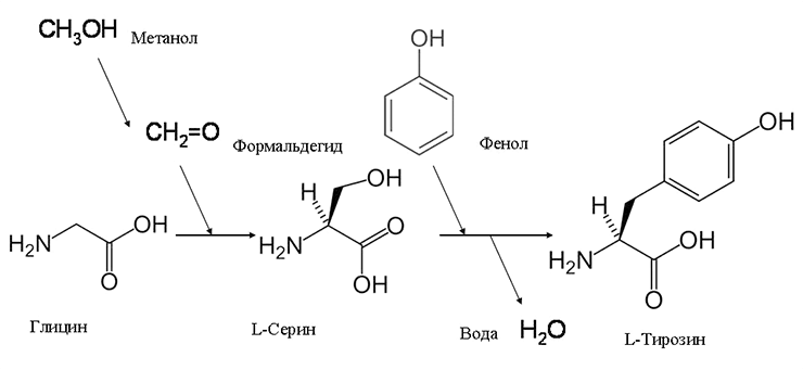 Включение формальдегида и фенола в состав аминокислот