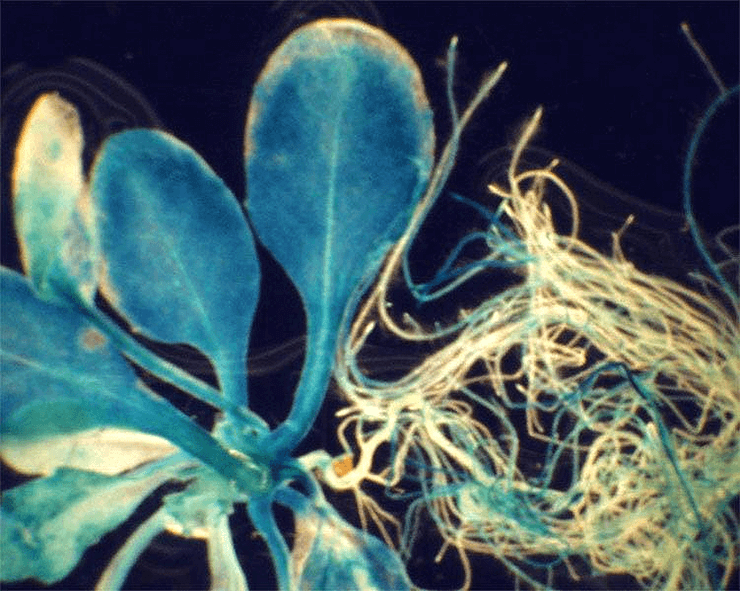 Глюкуронидаза в растительных клетках