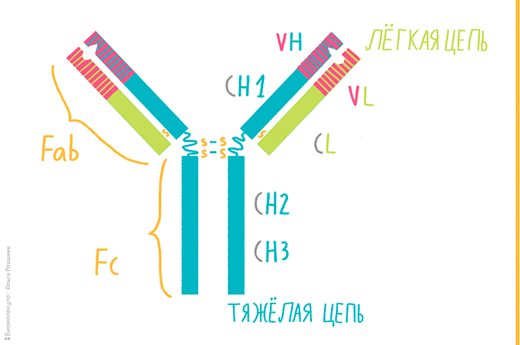 Строение Y-образного антитела