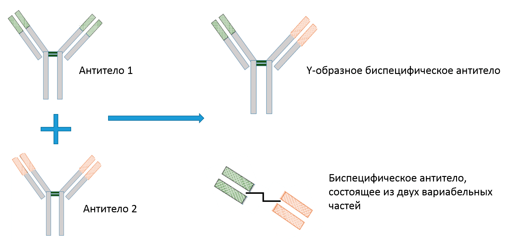 Два типа биспецифических антител