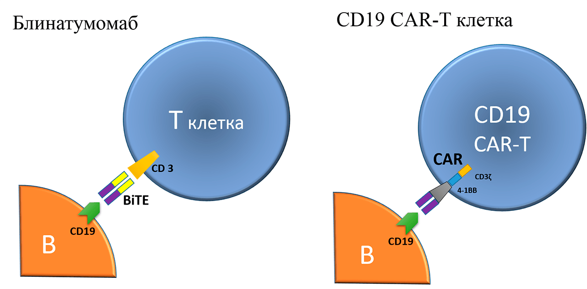 Принцип действия блинатумомаба и CD19 CAR-T-лимфоцитов