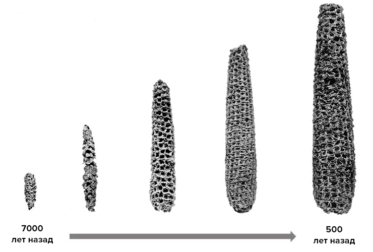 Эволюция кукурузы в результате селекции