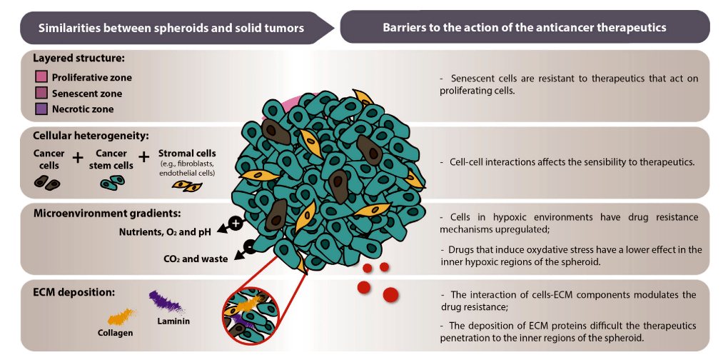 Сходство трехмерных сфероидов с сóлидными опухолями