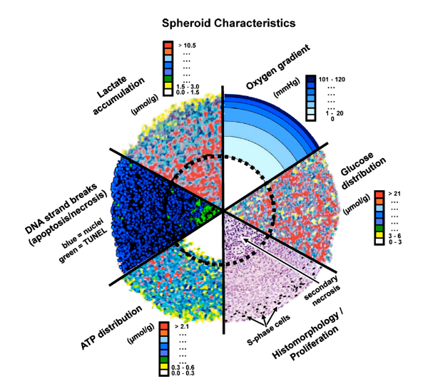 Основные молекулярно-биологические характеристики сфероидов