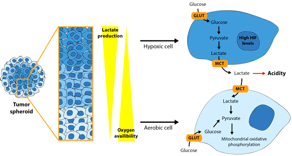Распределение кислорода в опухолевых сфероидах