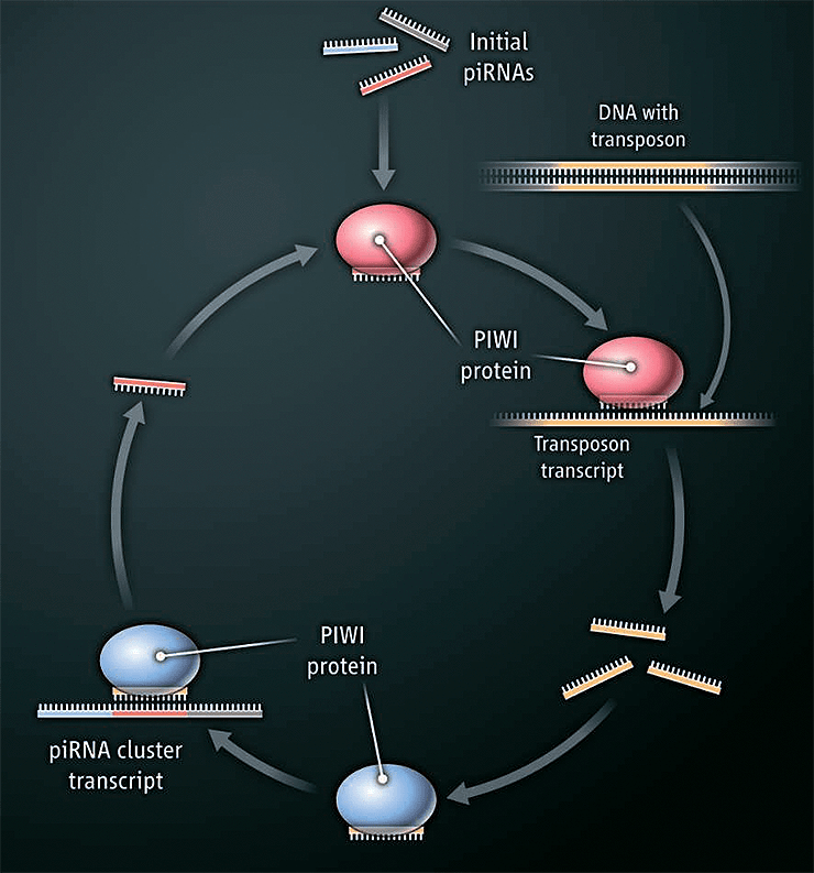 Цикл «пинг-понг» в биогенезе piРНК