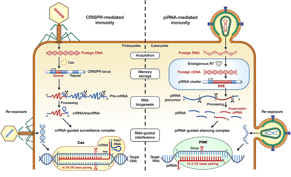 CRISPR/Cas и piРНК