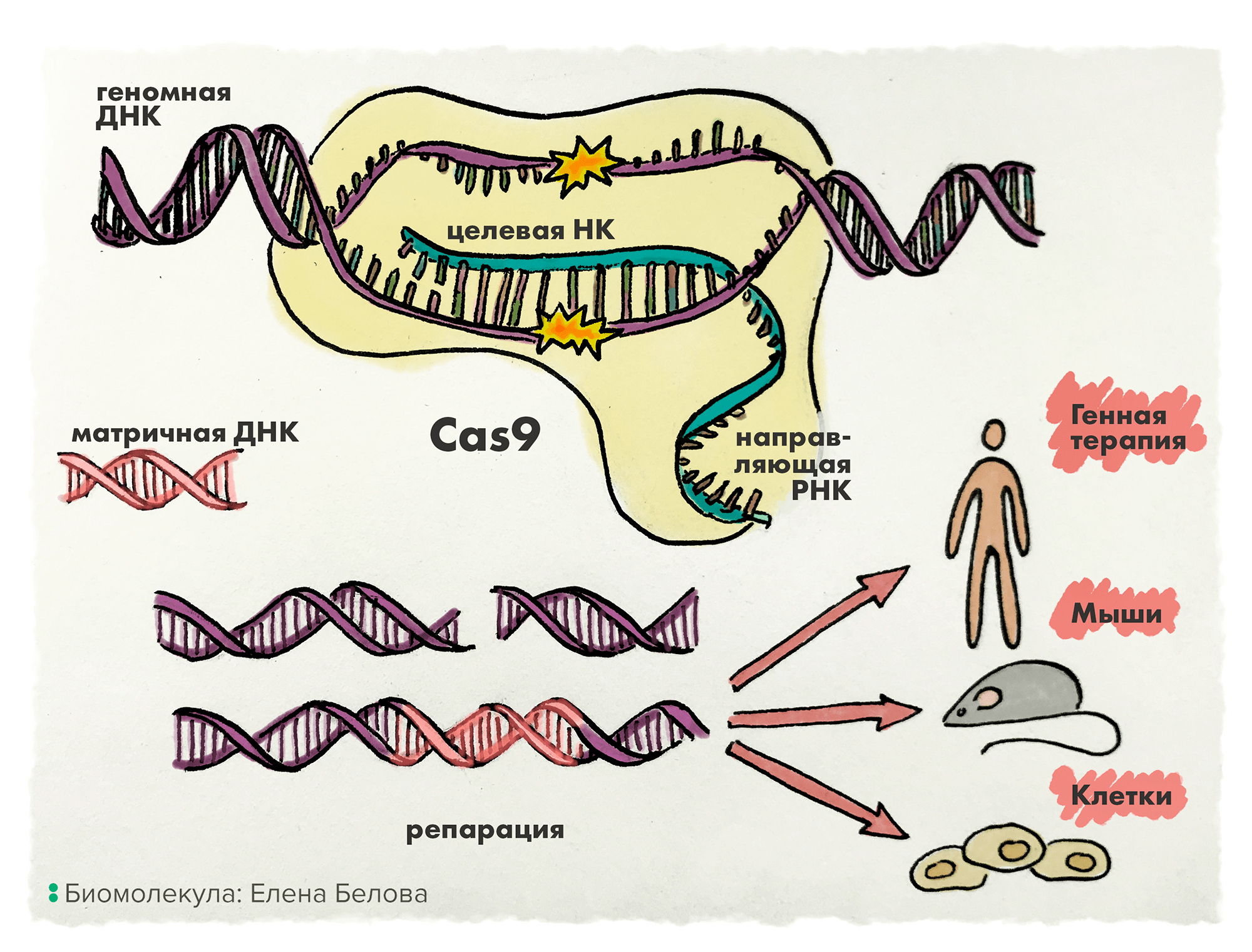 Система CRISPR/Cas-9
