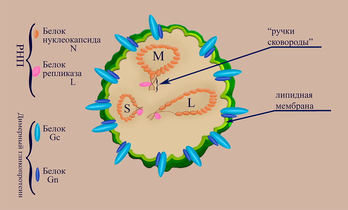 Схематичное изображение структуры вириона флебовирусов