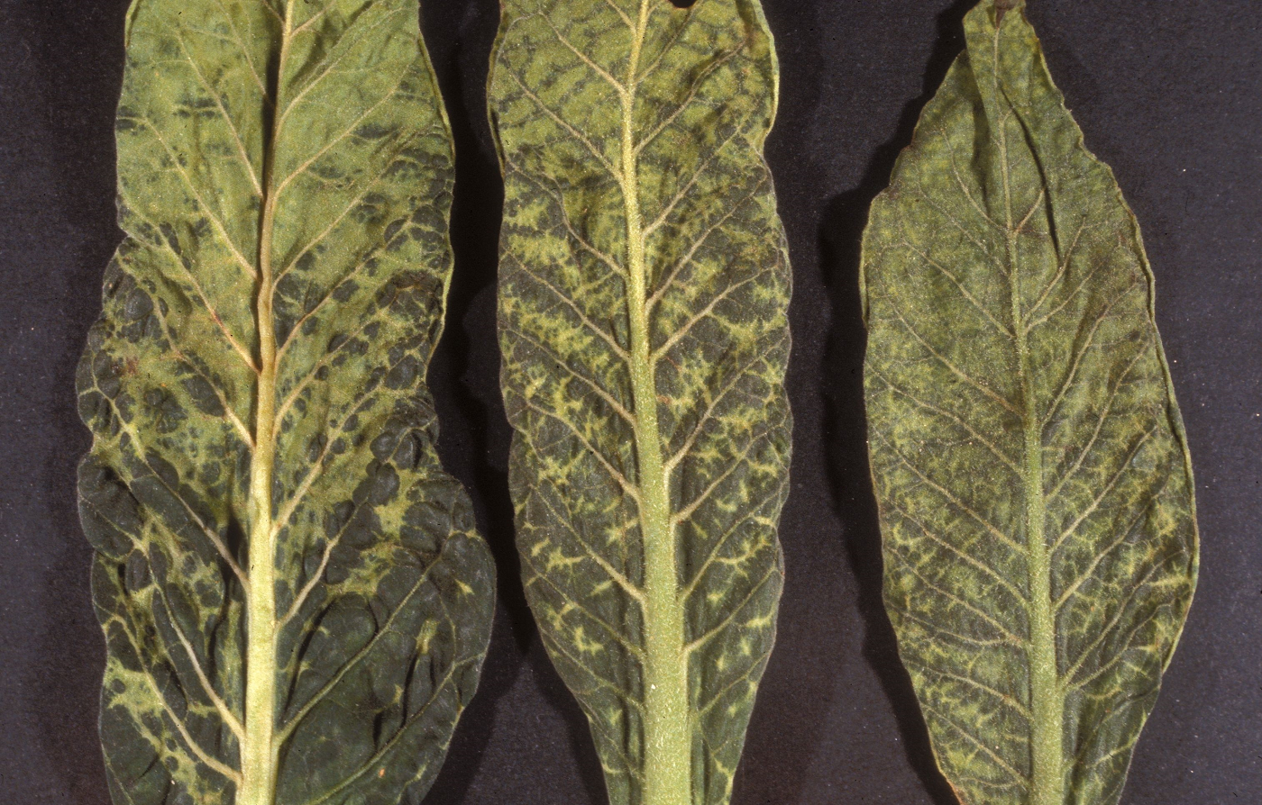Листья табака, пораженного вирусом табачной мозаики