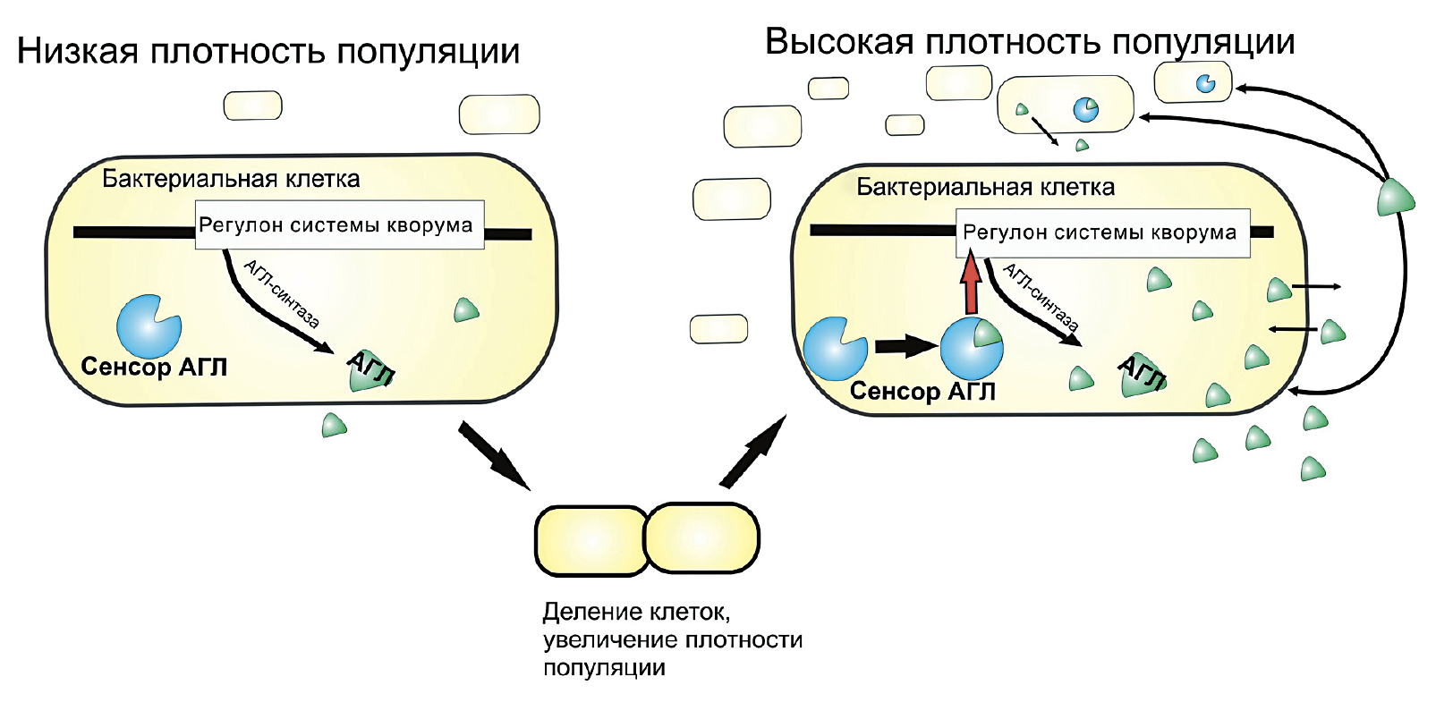 Схема регуляторной системы чувства кворума бактерий