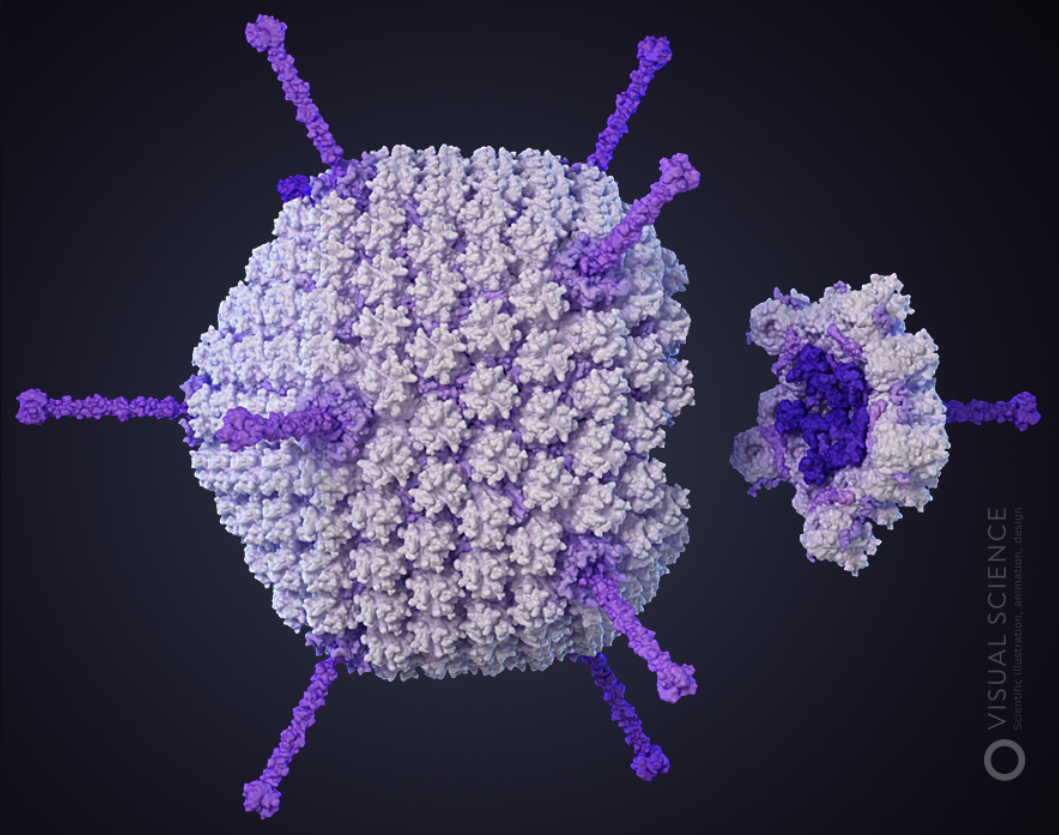 Модель аденовируса