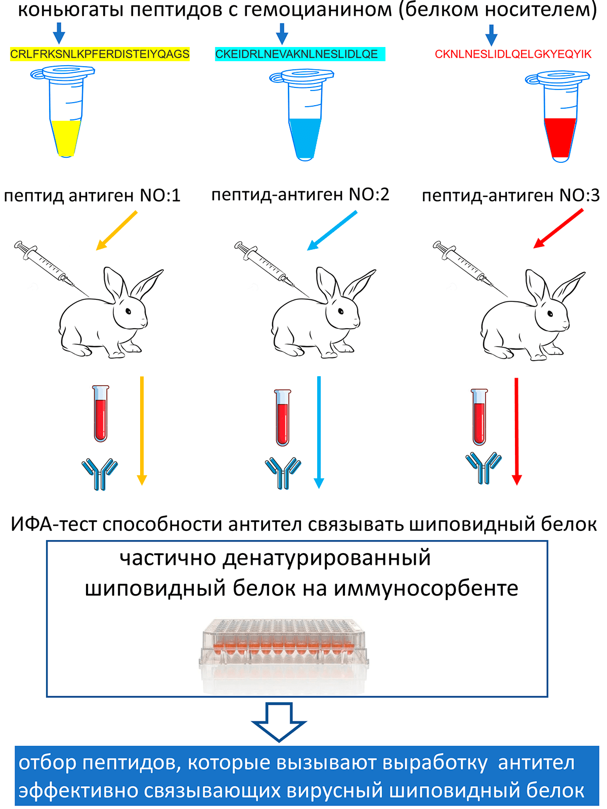 Схема отбора пептидов-антигенов для «ЭпиВакКороны»