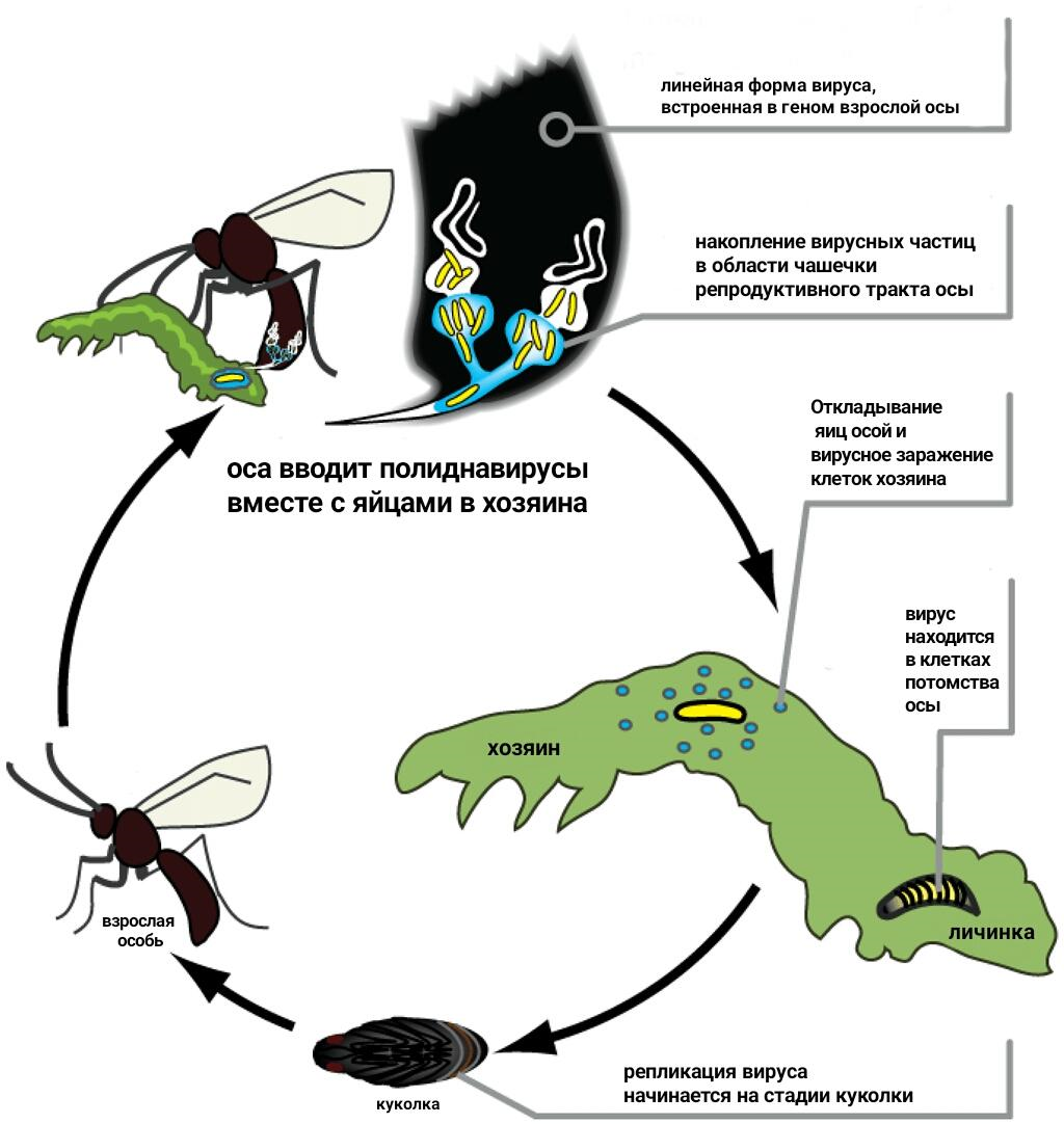 Жизненный цикл паразитоидной осы