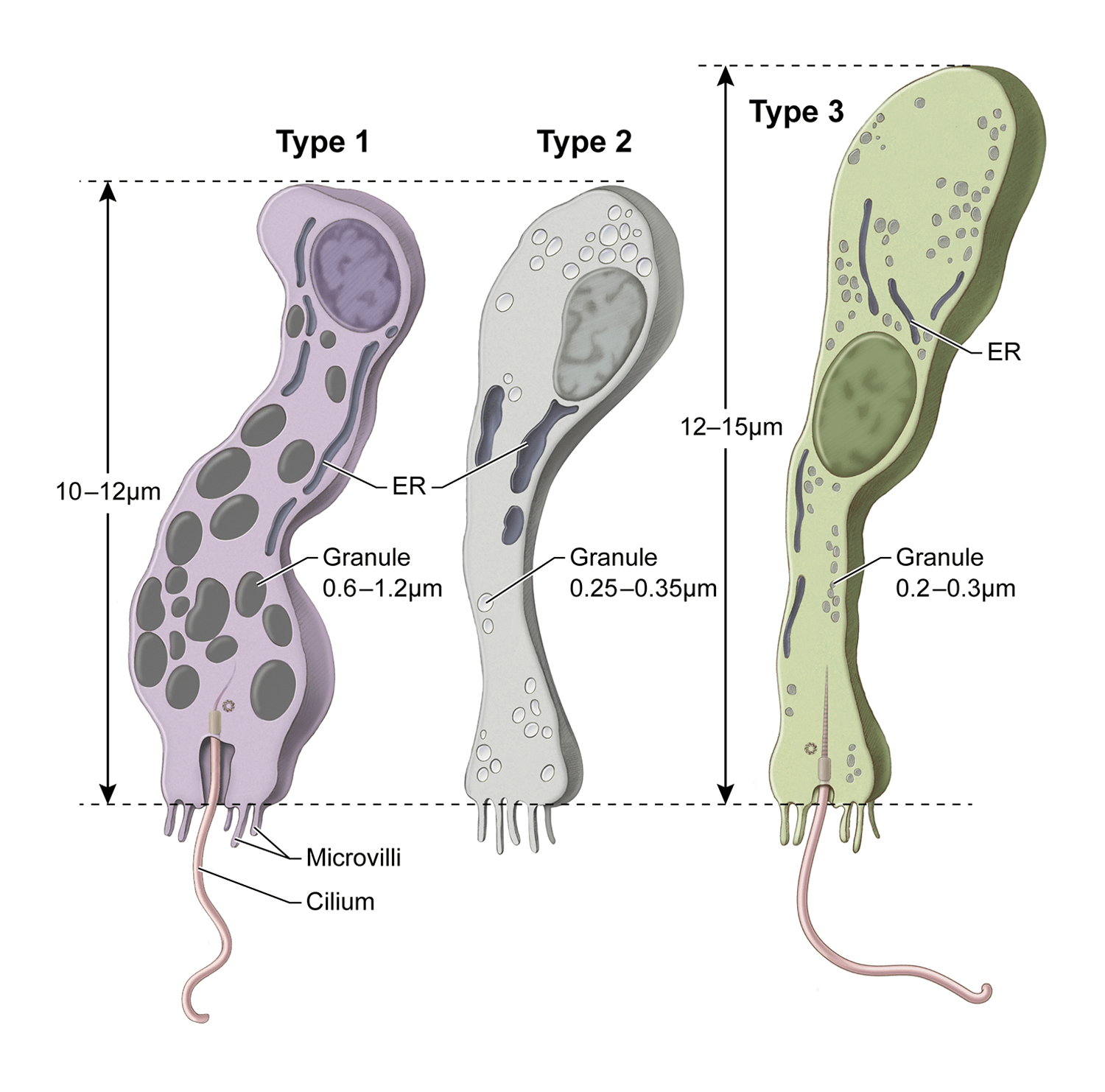 Три типа железистых клеток трихоплакса