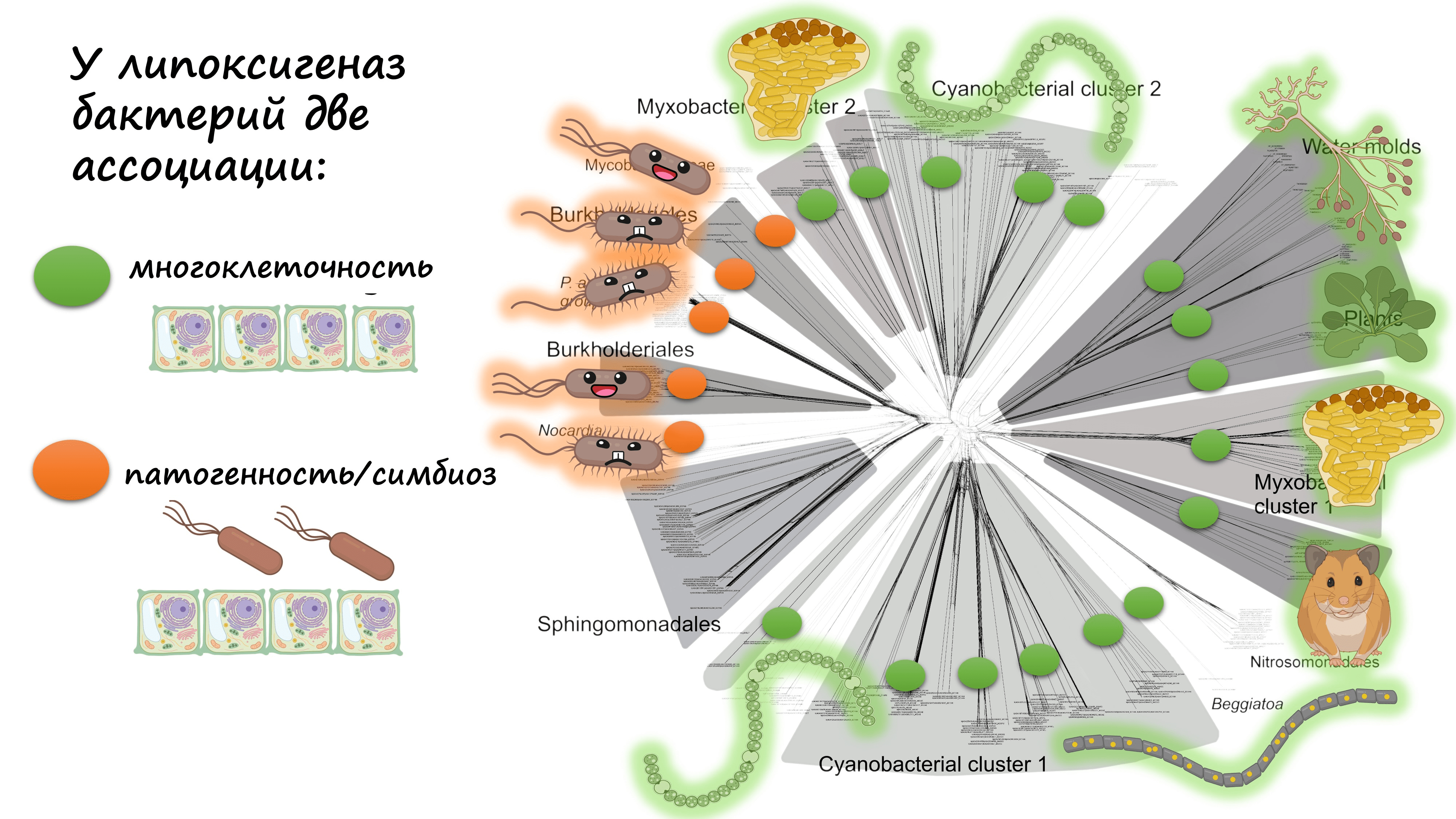 Эволюционная сеть липоксигеназ бактерий и некоторых эукариот