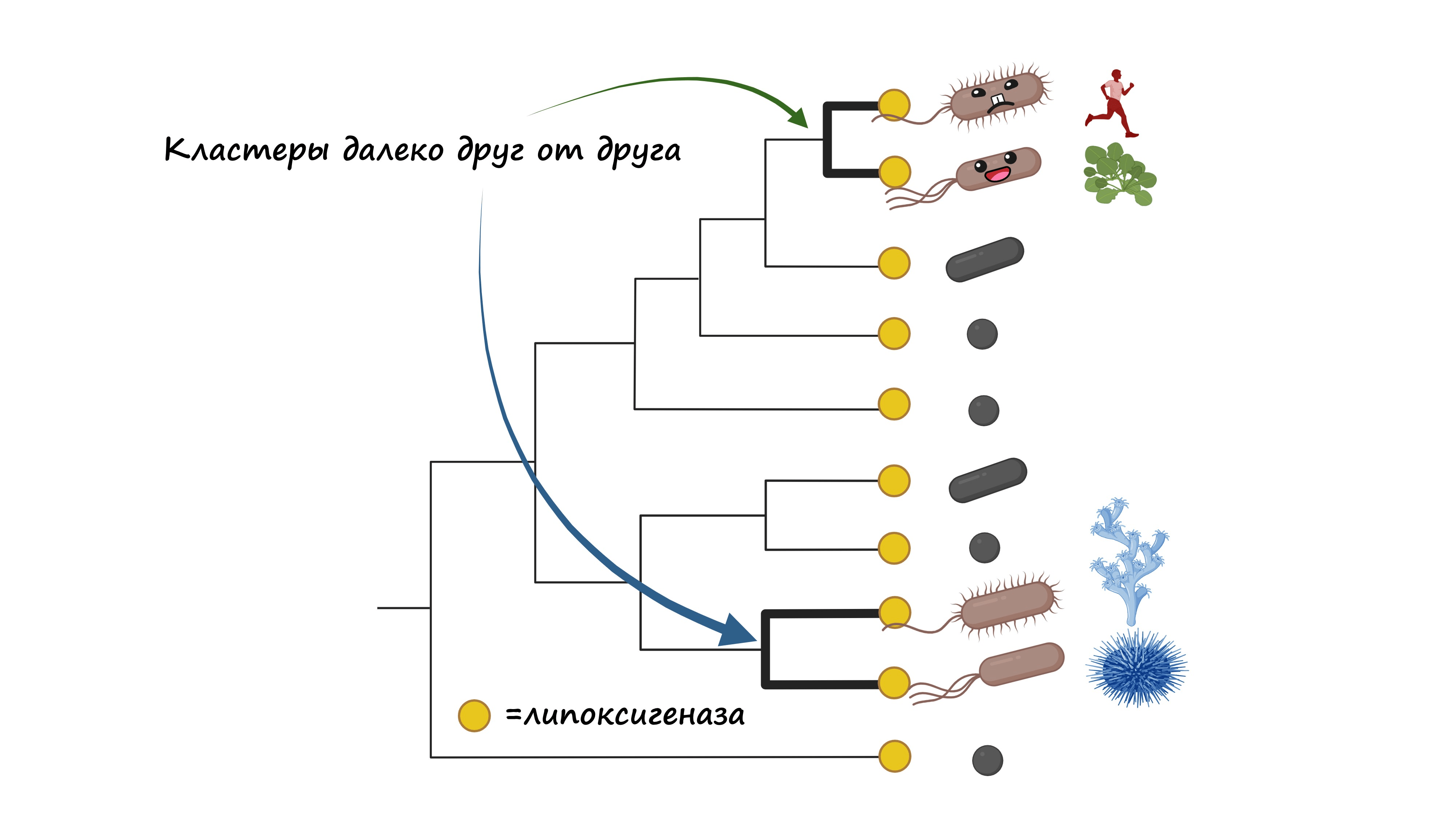 Это тоже упрощенное изображение филогении бактериальных липоксигеназ и их связи с экологической ролью бактерий