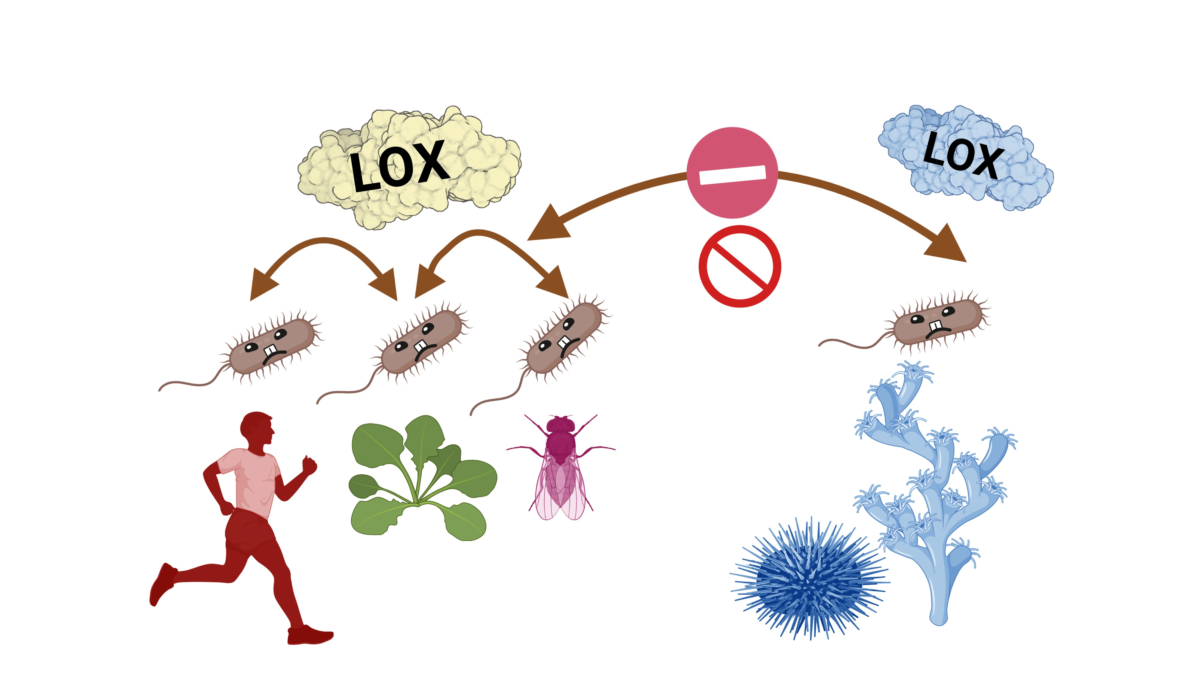 Гены липоксигеназы в ходе эволюции ведут себя так же, как сами бактерии