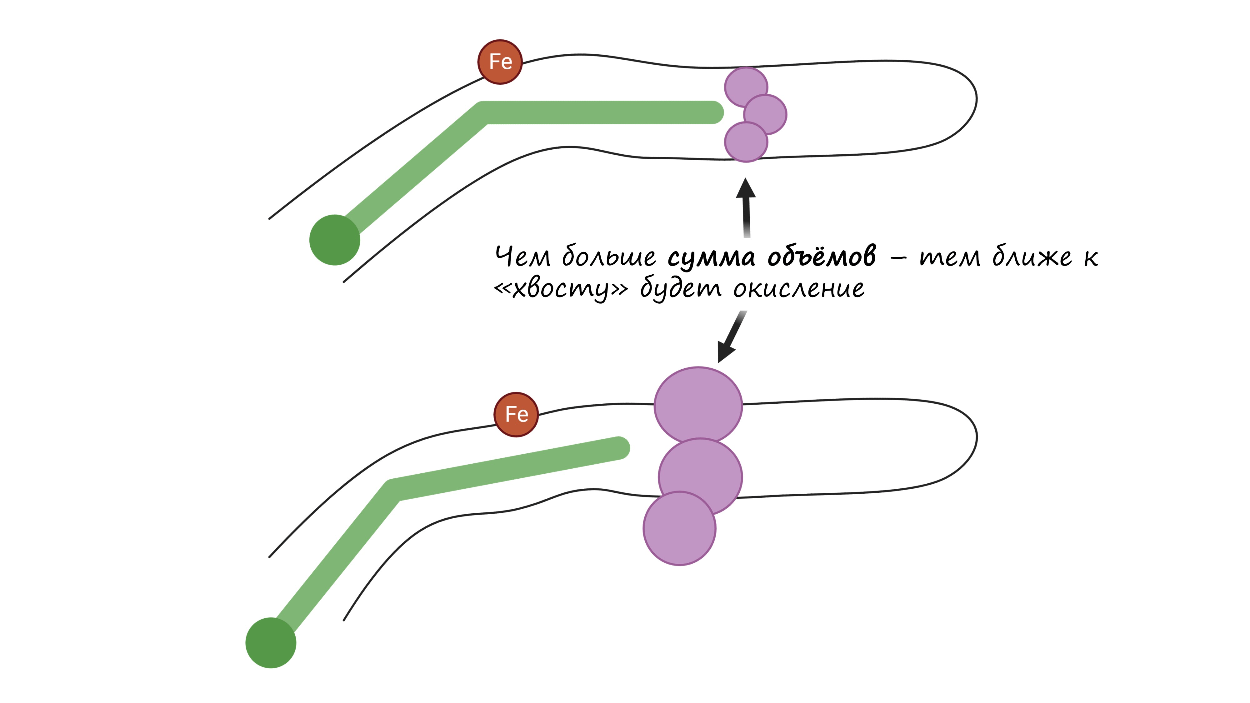 Схематичное изображение связывающего участка липоксигеназы