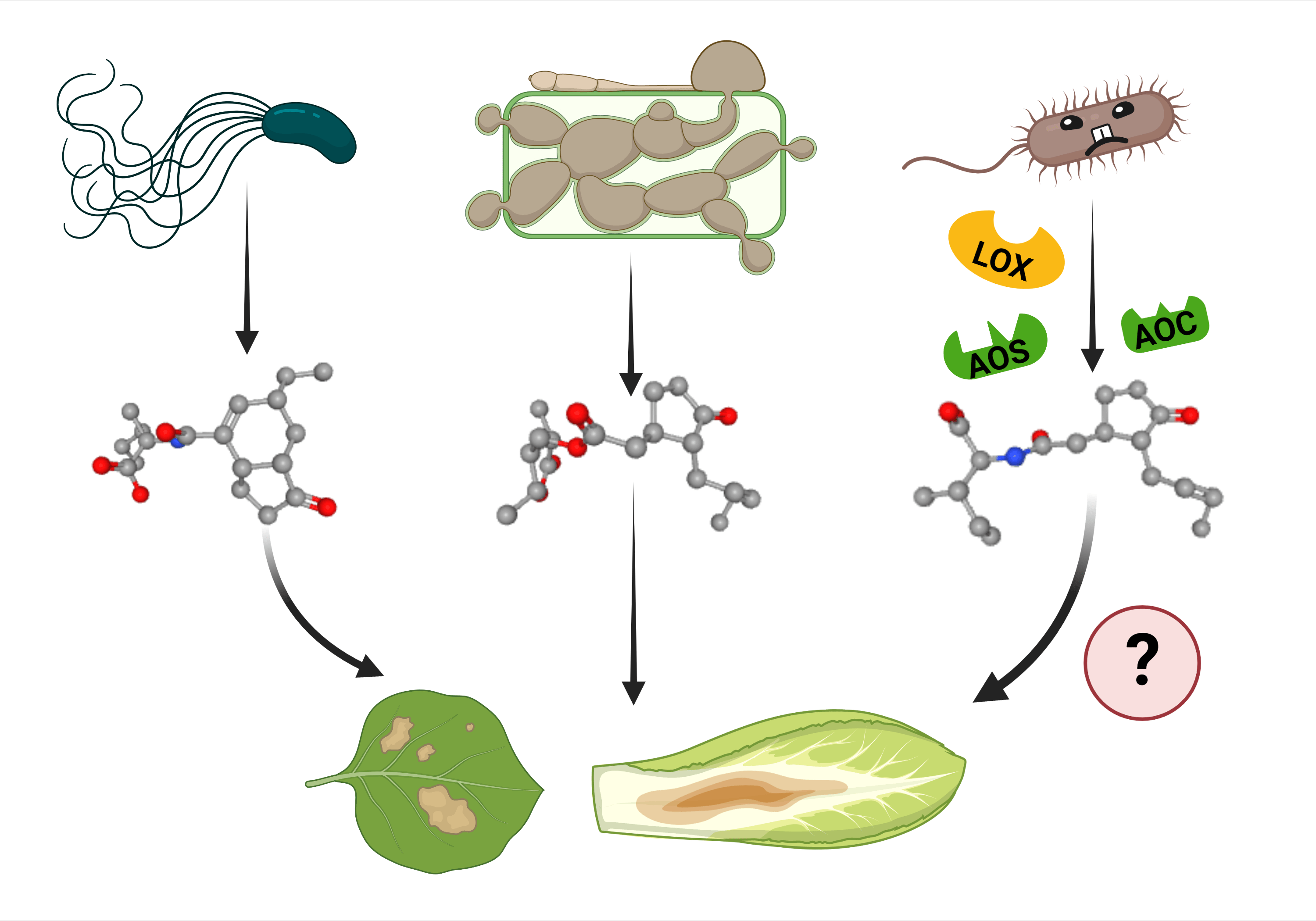 Фитопатогенная бактерия Pseudomonas syringae (слева) выделяет структурный аналог жасмонатов коронатин
