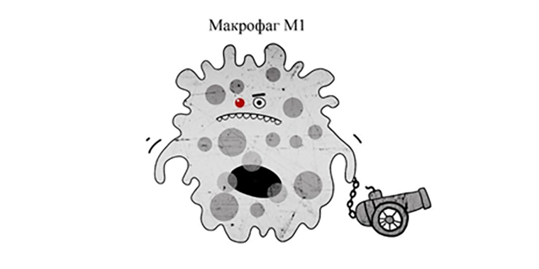 Макрофаг М1