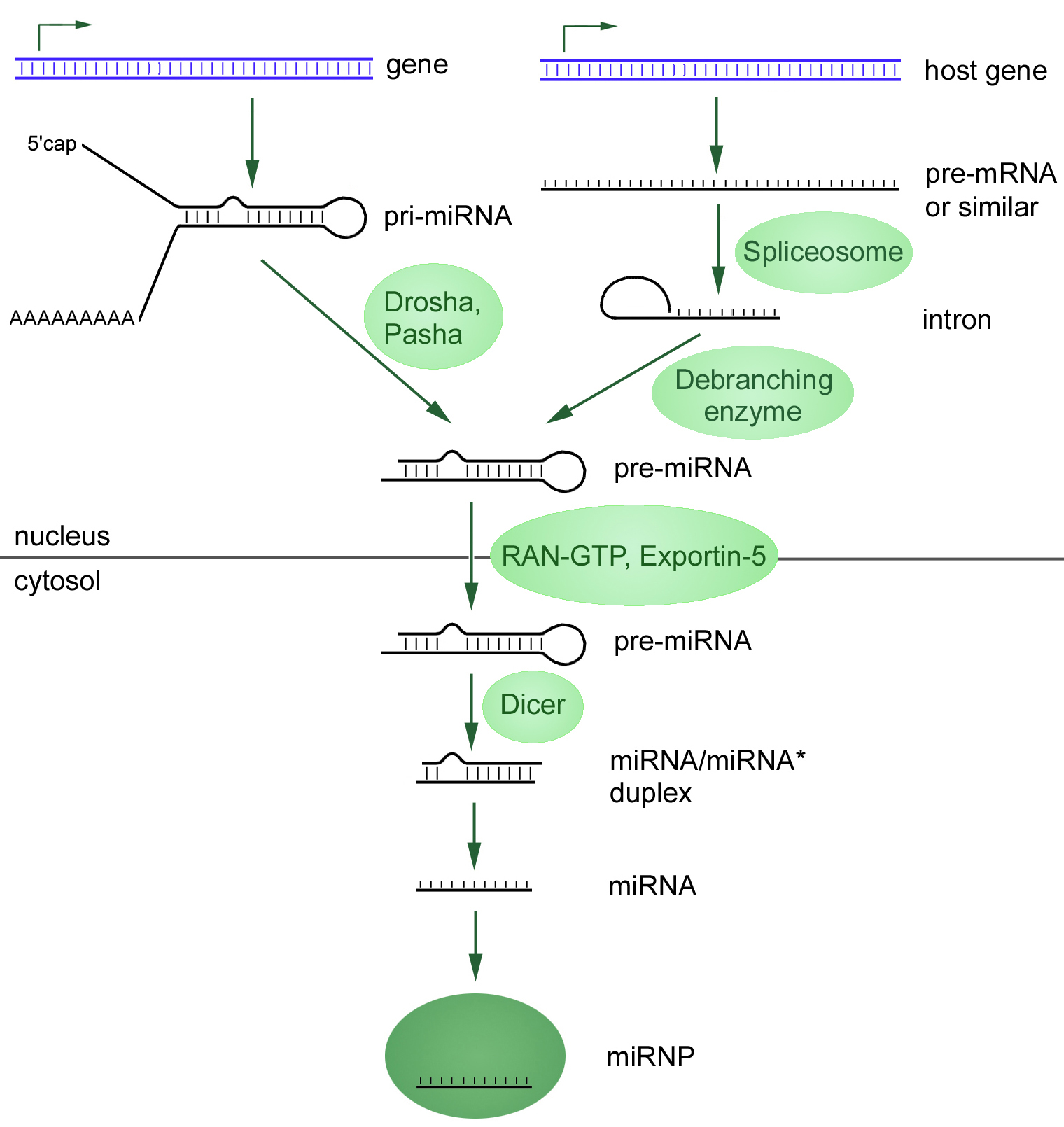 Два пути биогенеза микроРНК, начинающиеся в клеточном ядре с транскрипции