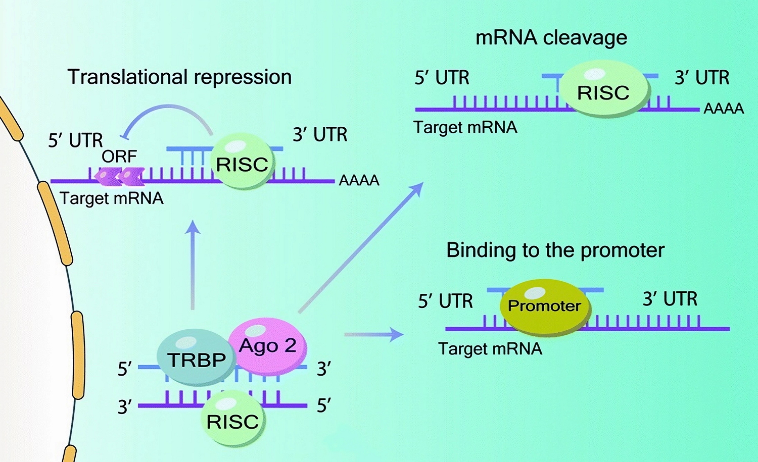 Механизм действия микроРНК