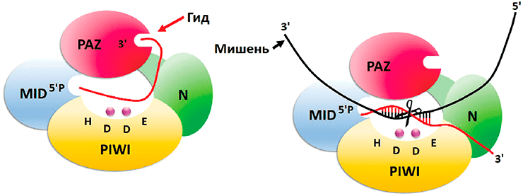 Структура и механизм действия белков-аргонавтов