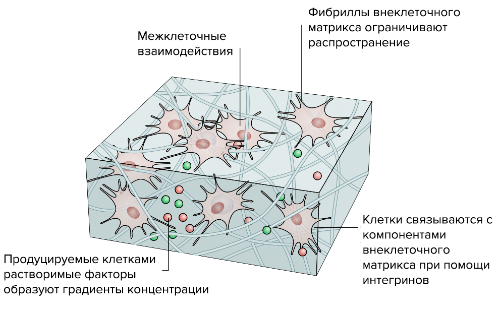 3D-модель соединительной ткани