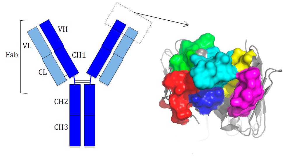 Строение антител