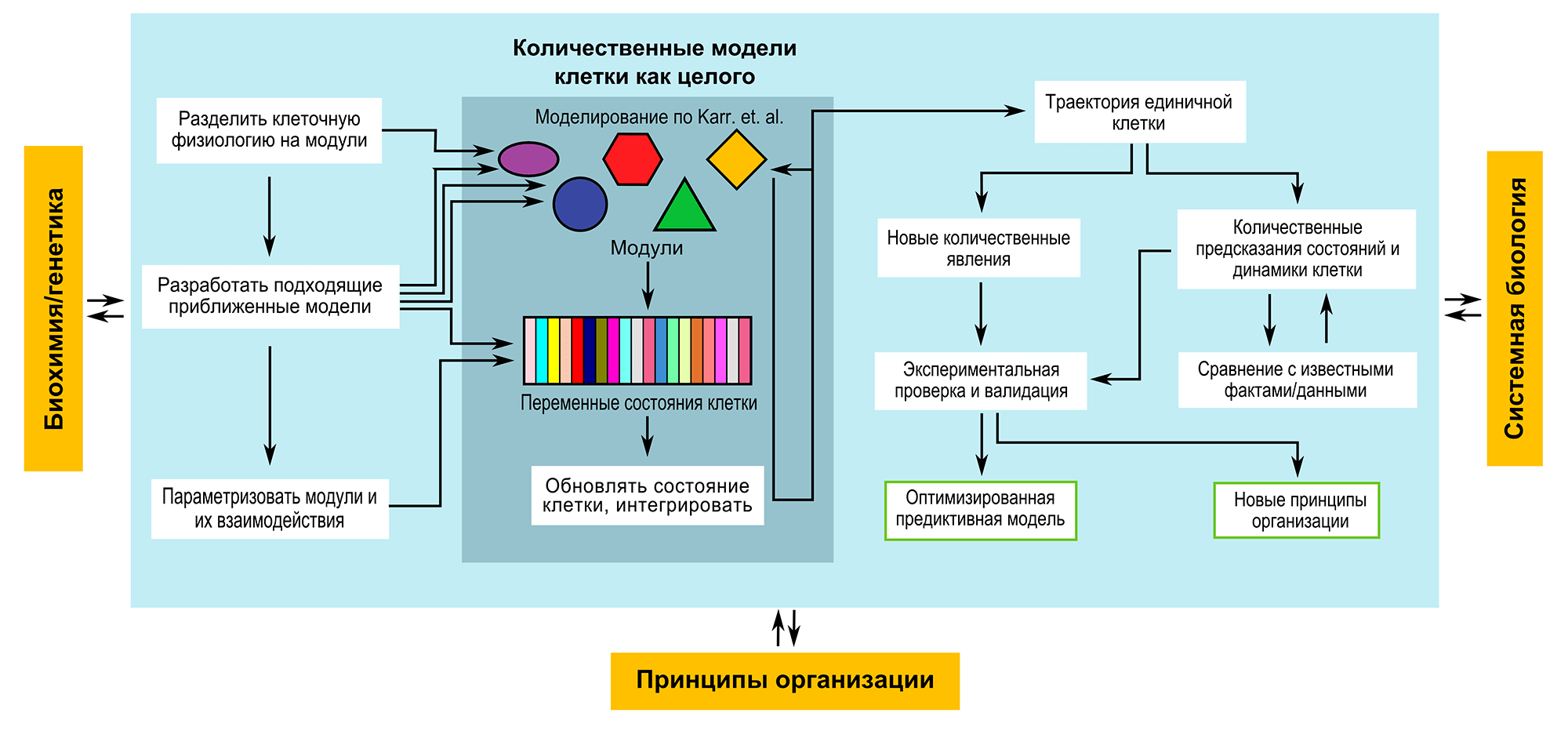 Роль моделирования клетки как целого в современной биологии