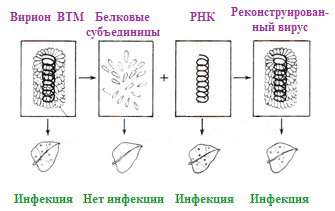 фраза