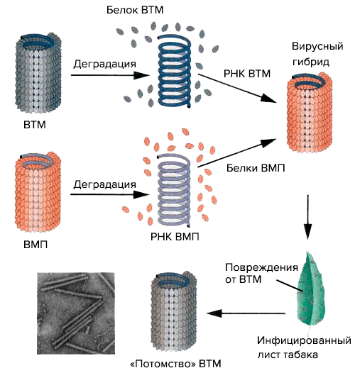 Эксперимент Френкеля-Конрата и Сингера