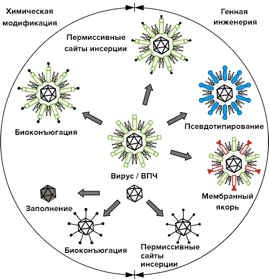 Основные современные типы возможных модификаций вирусных поверхностей