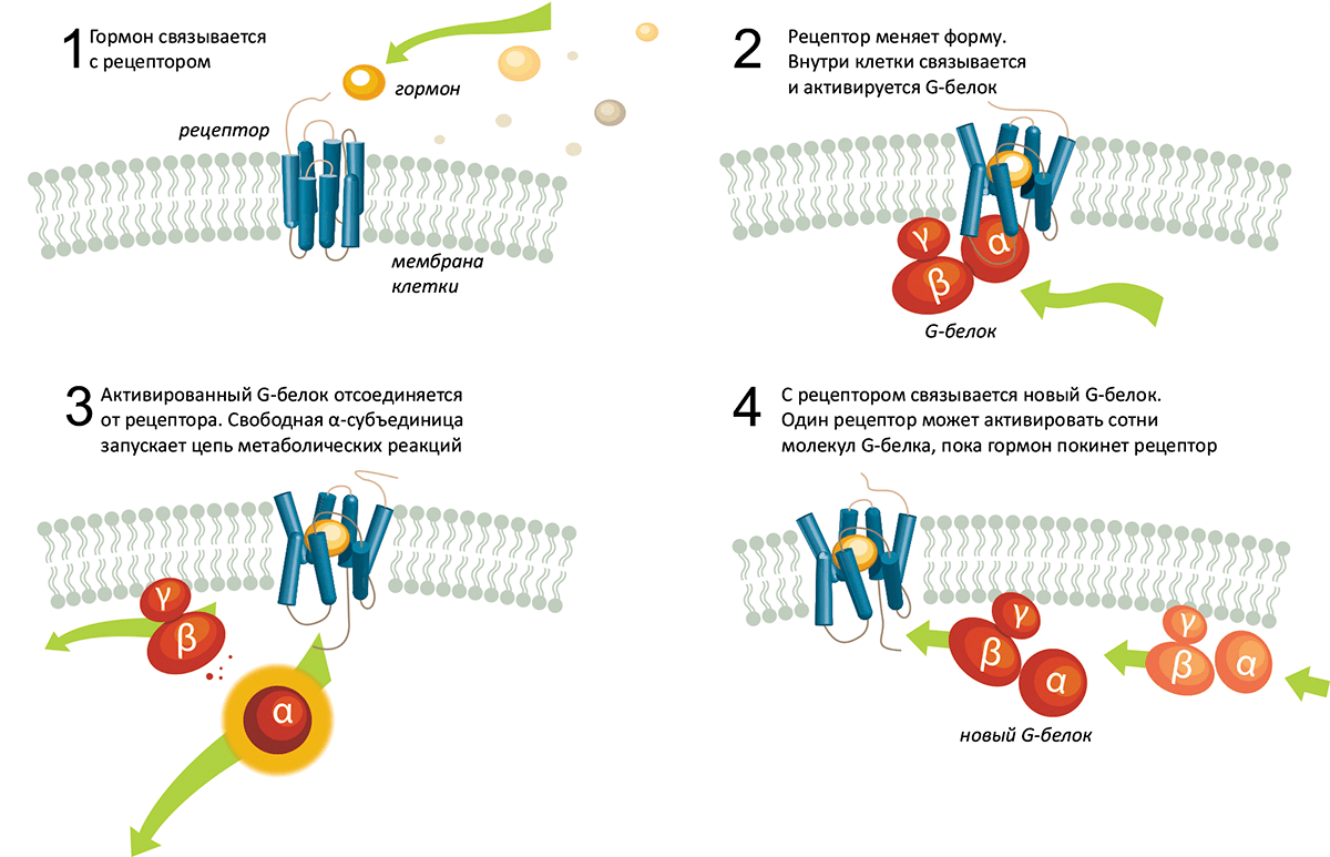 Гормон связывается с рецептором