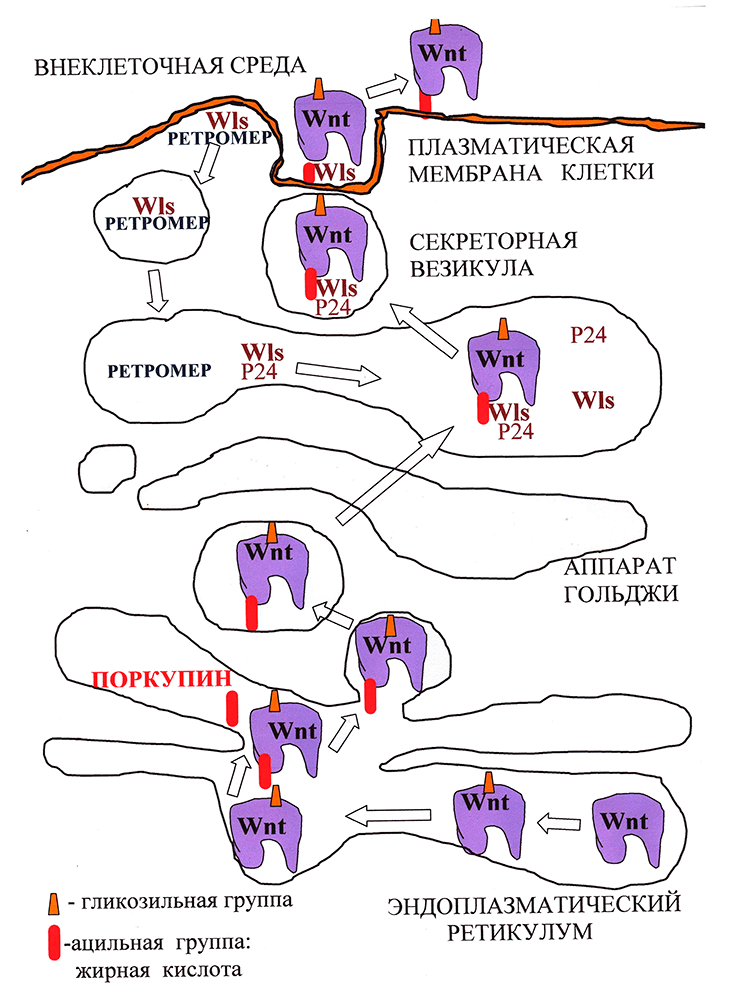 Биогенез и секреция Wnt