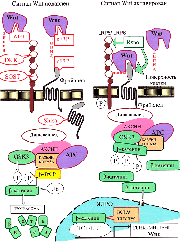 Канонический путь Wnt-сигнализации