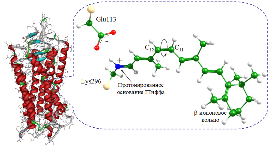 Структура родопсина и его хромофора