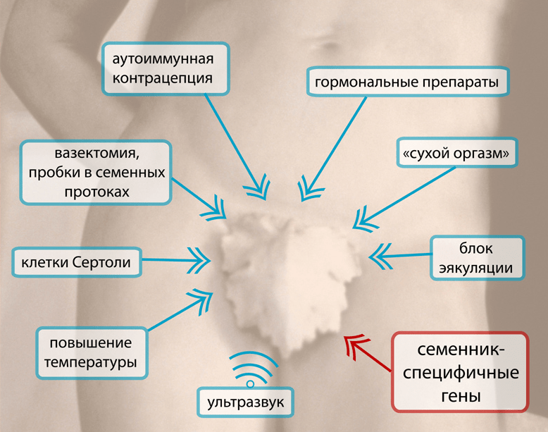 Стратегии для снижения количества сперматозоидов