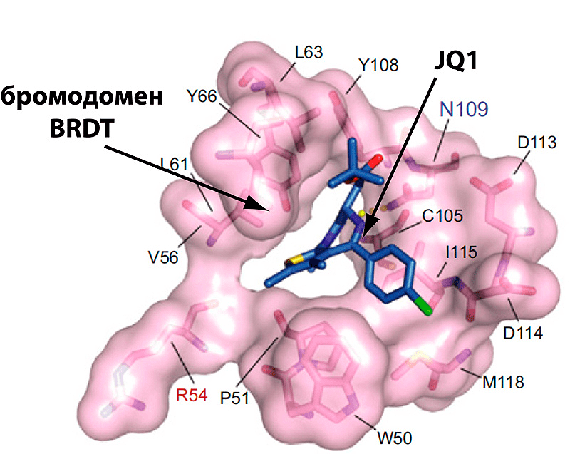 Комплекс бромодомен BRDT(1)/JQ1