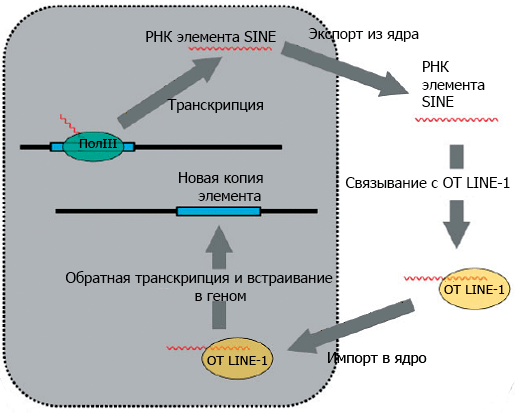 Цикл транспозиции элементов SINE