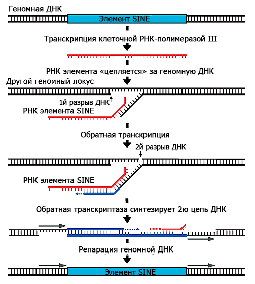 Схема копирования и встраивания элемента SINE