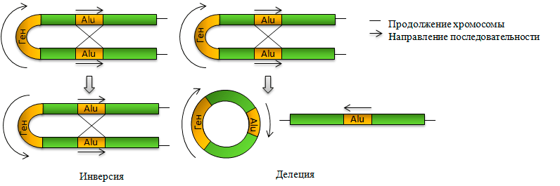 Внутрихромосомные перегруппировки