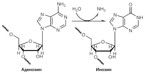 РНК-редактирование