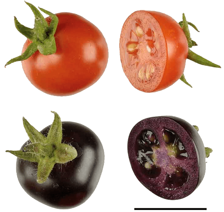 Томаты с повышенным содержанием антоцианов в плодах