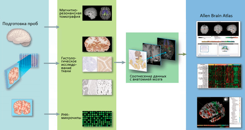 Схема работы над проектом Allen Human Brain Atlas