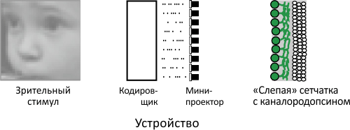 Принципиальная схема «протеза» сетчатки